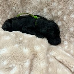 Goldendoodle Puppies from Sugar Doodles