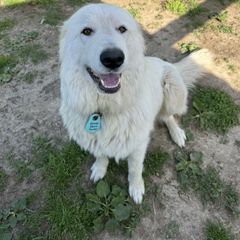 Cupid - White female Maremma Sheepdog puppy in Riverhead, New York from Sunny Shore Farms