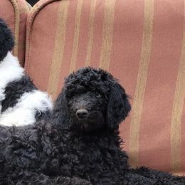 Goldendoodles and Labradoodles from Indian Hills Doodles