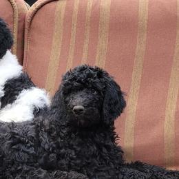 Goldendoodles and Labradoodles from Indian Hills Doodles