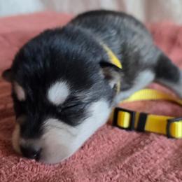 Yellow - Black and white female Alaskan Klee Kai puppy in Naples, Idaho from Kootenai Valley Klee Kai