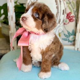 Bonbon - Chocolate merle female Bernedoodle puppy in Mapleton, Utah from Natural Doodle Life