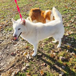 Mowgli - Siberian Husky