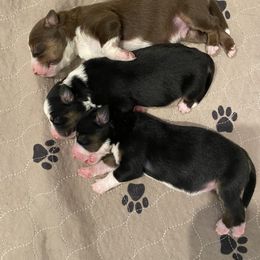 Border Collie puppies from KJB Kennels