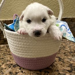 American Eskimo Dog Puppies from Bella's American Eskimos