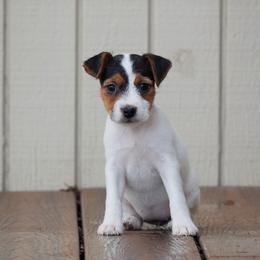 Gritt - Tri-color female Jack Russell Terrier puppy in Yakima County, Washington from Saddle Rock Kennels