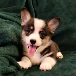 Hershey - Black and tan male Pembroke Welsh Corgi puppy in Arcanum, Ohio from Weissway Corgis