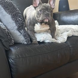 Boy 2 - Blue French Bulldog puppy in Pennsylvania from R & C French Bulldogs