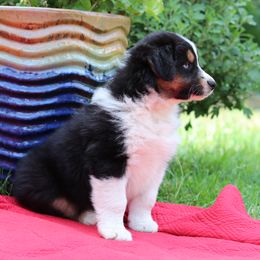 "Violet" - Black tri-color Australian Shepherd puppy in Noxon, Montana from MITIN Aussies AKC Standard Australian Shepherds