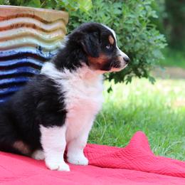"Violet" - Black tri-color Australian Shepherd puppy in Noxon, Montana from MITIN Aussies AKC Standard Australian Shepherds