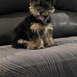 Yorkshire Terrier All Grown Up from Loyal Littles