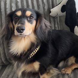 Dachshunds from Bris dachshunds