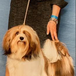 "Bentley" Havanese Puppies from Rag Muffins
