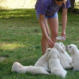 Golden Retriever Puppies from Dewey Creek Goldens