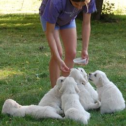 Golden Retriever Puppies from Dewey Creek Goldens