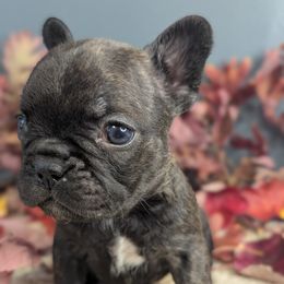 French Bulldog Puppies from Upstate Champion Kennels