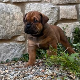 YASHIRO - Red male Boerboel puppy in Pennsylvania from Cold River Boerboels