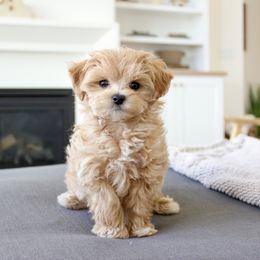 Maltipoo Puppies from Gem Puppies