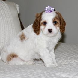Ellie - Blenheim female Cavapoo puppy in Apple Creek, Ohio from Arlene Hershberger