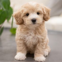 Maltipoo, Shichon, and Shihpoo Puppies from Timbercreek Puppies