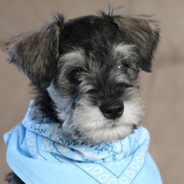 Miniature Schnauzer Puppies from Crooked Tree Ranch