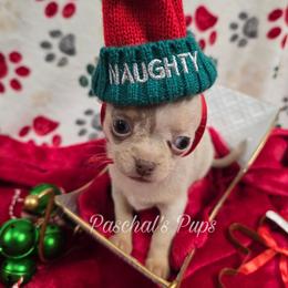 Fawn - Merle female Chihuahua puppy in Bowdon, Georgia from Paschal's Pups