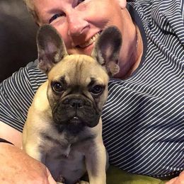 French Bulldog Puppies from Encore French Bulldogs