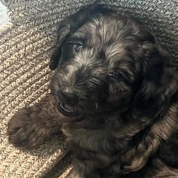 Jo - Merle female Goldendoodle puppy in Cocoa, Florida from The Coastal Homestead