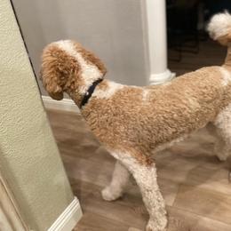Goldendoodle and Poodle All Grown Up from Apricot Poodles & Goldendoodles