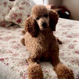 Lila - Poodle