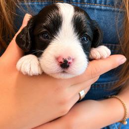 Grogu - Tri-color male Bernedoodle puppy in Travelers Rest, South Carolina from Bernedoodle.do