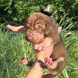 Merlot - Chocolate female Great Dane puppy in Monroe County, Pennsylvania from Poke-A-Nose Danes