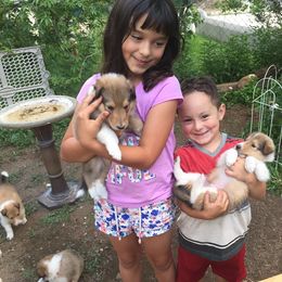 Collie Puppies from Lovely Heart Collies