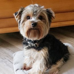 Bambi - Yorkshire Terrier