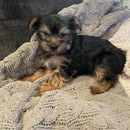 Yorkshire Terrier Puppies from Bragg’s Yorkies