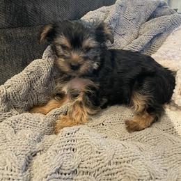 Yorkshire Terrier Puppies from Bragg’s Yorkies