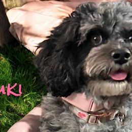 Suki - Cavapoo