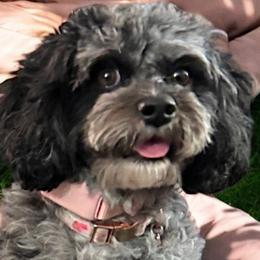 Suki - Cavapoo