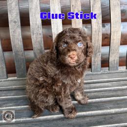Glue Stick - Brown male Bernedoodle puppy in Banner Elk, North Carolina from Walnut Tree Bernedoodles