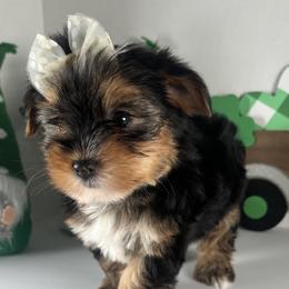 Yorkshire Terrier Puppies from Country Dog Kennels.