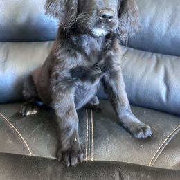 Girl 2 - female Golden Mountain Dog puppy in Wyoming from Great Basin BMD