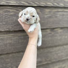 Cocker Spaniel Puppies from MGs Cockers