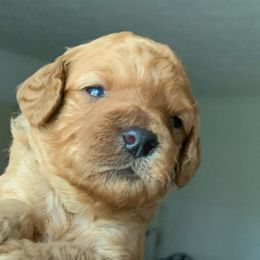 Poodles from Pepper Potts Puppies