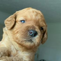 Poodles from Pepper Potts Puppies