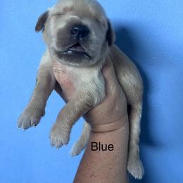 Blue - Golden male Golden Retriever puppy in Jesup, Georgia from Painted Platinum Retrievers (Painted Platinum Kennel) PPK