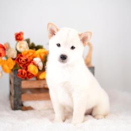 Mizuki - Cream Boy - Cream male Shiba Inu puppy in Neosho, Missouri from Sunny Terrace Shibas