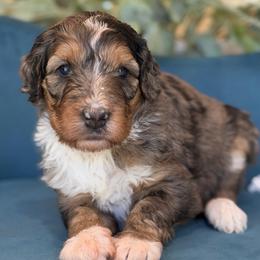 University - Tri-color female Bernedoodle puppy in Yuciapa, California from AlltheDoodlez_