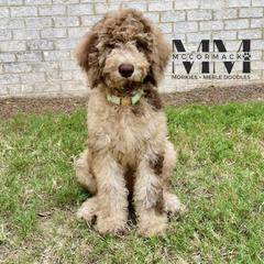 Double Doodle and Morkie Puppies from McCormack Morkies + Merle Doodles