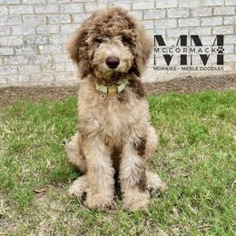 Double Doodle and Morkie Puppies from McCormack Morkies + Merle Doodles
