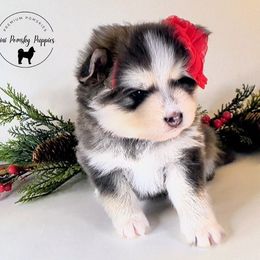 Pomsky Puppies from Mini Pomsky Puppies